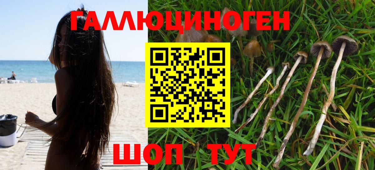 Галлюциногенные грибы Psilocybe Джанкой